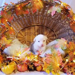 American Corgi and Pembroke Welsh Corgi Puppies from Whimsical Treasure Corgis