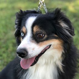 London - Miniature Australian Shepherd