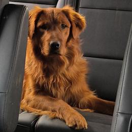 Porter - Golden Retriever