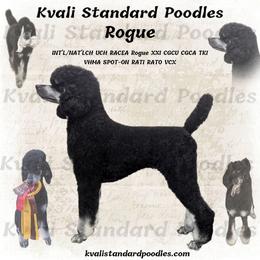 Rogue - Poodle