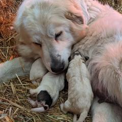 Colorado Mountain Dog Puppies from Four Winds Farm
