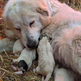 Colorado Mountain Dog Puppies from Four Winds Farm