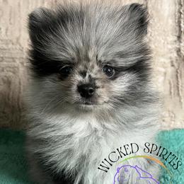 HOLD AKC SUPERMAN - Blue merle male Pomeranian puppy in Watkins Glen, New York from Wicked Spirits Pomeranians