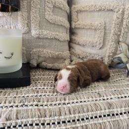 Kayce - Red  male Goldendoodle puppy in Floyd, Virginia from Hearts and Paws Poodles and Doodles