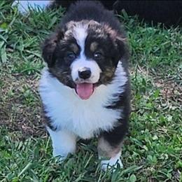 Faith - Black tri-color female Australian Shepherd puppy in Athens, Tennessee from Mimi's Aussie