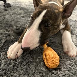 Bull Terrier Puppies from Lynn Hill Bull Terriers
