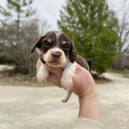 Sundae - Piebald male Dachshund puppy in Wamego, Kansas from Doodles of Oz