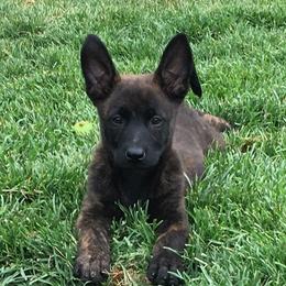 Belgian Malinois and xDutch Shepherd Puppies from RoyalHaus Malinois