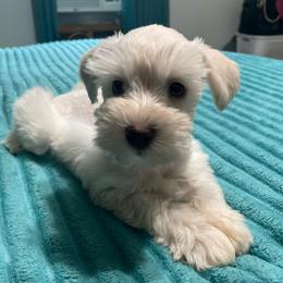 Marcus - Wheaten male Miniature Schnauzer puppy in Interlachen, Florida from Pam's Schnauzers