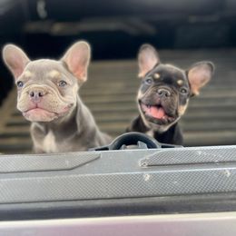French Bulldog Puppies from Mata’s puppies