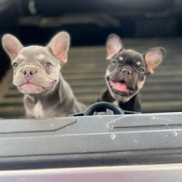 French Bulldog Puppies from Mata’s puppies