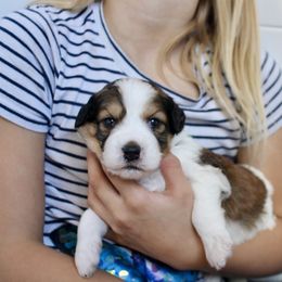 Bernedoodle, Goldendoodle, and Poodle Puppies from Raintree Standard Poodles & Mini Doodles