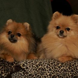 Labrador Retrievers and Pomeranians from Pomadors