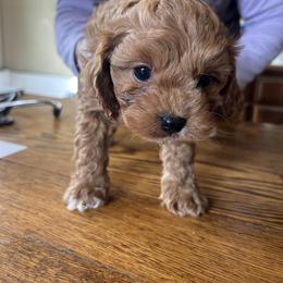 Jesse - Brown male Cavapoo puppy in Burke, New York from Patti’s Puppies