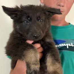 Nova - Blue female German Shepherd puppy in Barnhart, Missouri from Combat Creek German Shepherds