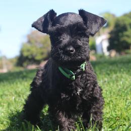 AKC Kobe (Green) - Black male Miniature Schnauzer puppy in Vista, California from Olympus Schnauzers