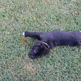 Cane Corso Puppies from Steel Legacy Cane Corso