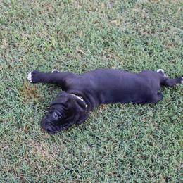 Cane Corso Puppies from Steel Legacy Cane Corso