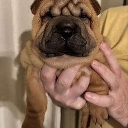Girl 1 - Red female Chinese Shar-Pei puppy in Phoenix, Arizona from Center Stage Shar-pei