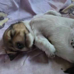 Arthur - Piebald male Dachshund puppy in Centerville, Georgia from Mel's LowRider Ranch