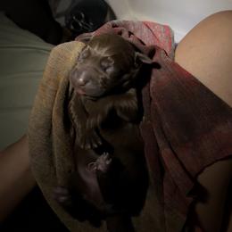 Kokoleka - Chocolate male Labrador Retriever puppy in Cortez, Colorado from Aloha Lab Pups of SW Colorado