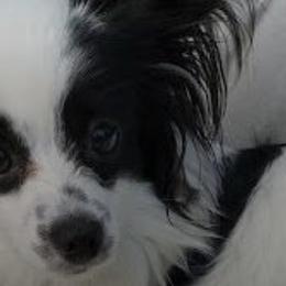 Papillons from Luvbugs Papillons