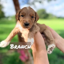 Branch - Red  male Goldendoodle puppy in Rose Hill, North Carolina from Red Door Canines