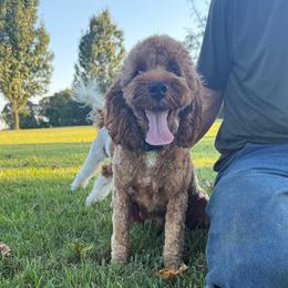 Reba - Cockapoo