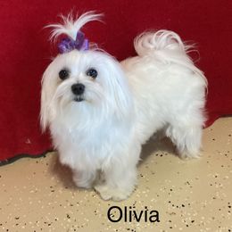 Olivia - Maltese