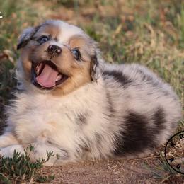 Kit - Blue merle female Miniature Australian Shepherd puppy in Garden Plain, Kansas from Krazy K Aussies
