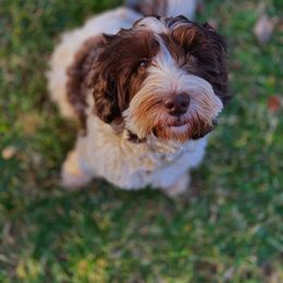 Lucy - Australian Labradoodle