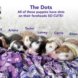 Bernedoodle Puppies from A Star is Born Doodles