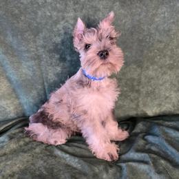 Carly - Parti female Miniature Schnauzer puppy in Lebanon, Missouri from Sassy's Classy Canines
