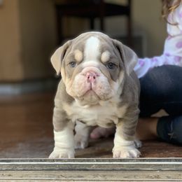 Bulldog and French Bulldog Puppies from MMG Bulldogs