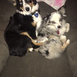 Toy Australian Shepherd All Grown Up from The Ranch of the Sun Toy Aussies