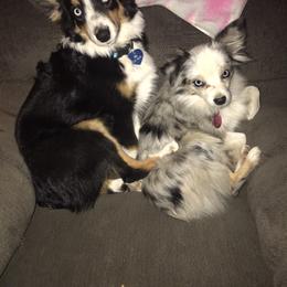 Toy Australian Shepherd All Grown Up from The Ranch of the Sun Toy Aussies
