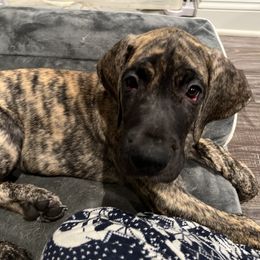 Great Dane Puppies from Ginger Danes