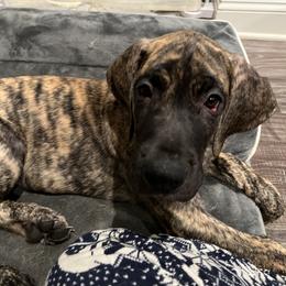 Great Dane Puppies from Ginger Danes