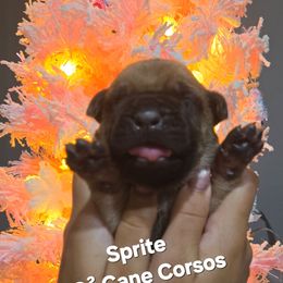 SPRITE - Fawn female Cane Corso puppy in St. Augustine, Florida from RG2 Cane Corsos