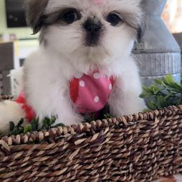Shih Tzu Puppies from 🩷ViviDreamyShihtzus🩷