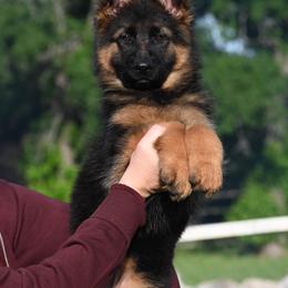 Rayna - Black and red female German Shepherd puppy in Azle, Texas from Nuckols-Alsup Canines German Shepherds