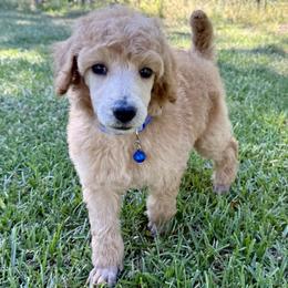 Mr Blue Collar (video) - Apricot male Poodle puppy in Screven, Georgia from Dreamland Standard Poodles