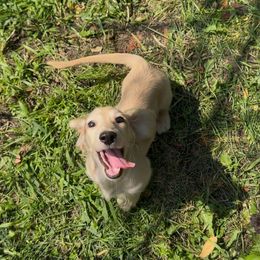 (608)370-3991 Cream boy - Cream male Dachshund puppy in Wisconsin from Sabe and Shabe’s Doxies
