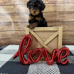 Maya - Phantom female Bernedoodle puppy in Beresford, South Dakota from DAKOTA DOOD RANCH