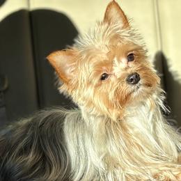 Addy - Yorkshire Terrier