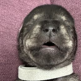 Boy 1 - Black and silver Miniature Schnauzer puppy in Monroe, Washington from 4 Ever Schnauzers