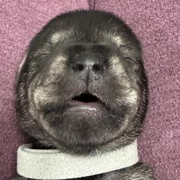 Boy 1 - Black and silver Miniature Schnauzer puppy in Monroe, Washington from 4 Ever Schnauzers