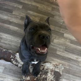 Gray Collar - Black male Cane Corso puppy in Sullivan, Missouri from Midwest Cane Corso in Action