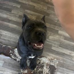 Gray Collar - Black male Cane Corso puppy in Sullivan, Missouri from Midwest Cane Corso in Action