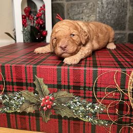 Goldendoodle Puppies from S_and_b_doodles